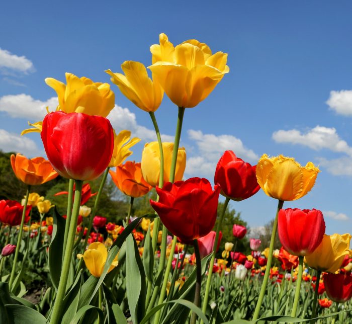 SJOLOON 10X10FT Spring Backdrop for Photography Flowers Wood Floor Photo Background for Kids ...